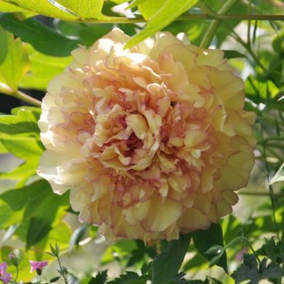 pivoine