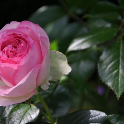 Le Jardin