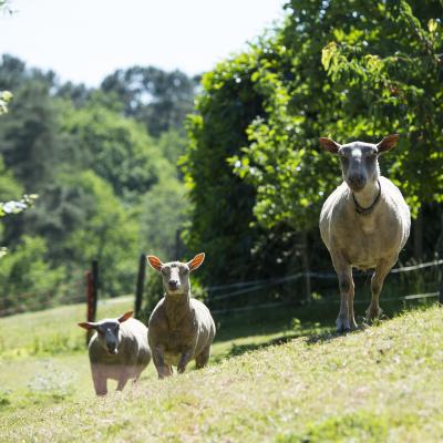 Moutons